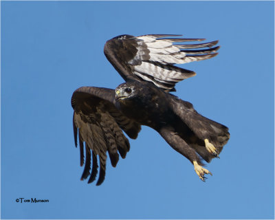 Harlan's Red-tailed Hawk