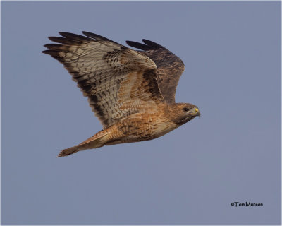  Red-tailed Hawk 