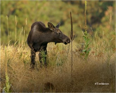 Moose