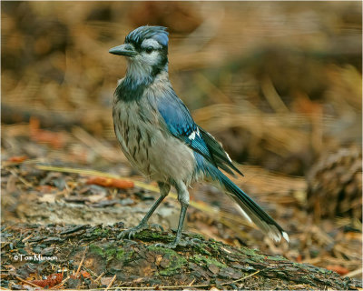 Blue Jay -A first for me in the yard, not common in  our area. Taken out the kitchen window.