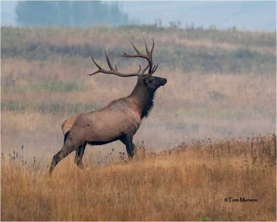  Elk -on a smoky day