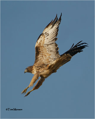  Red-tailed Hawk 