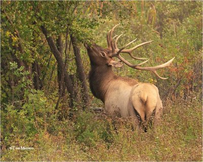  Elk