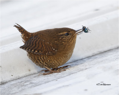  Pacific Wren 