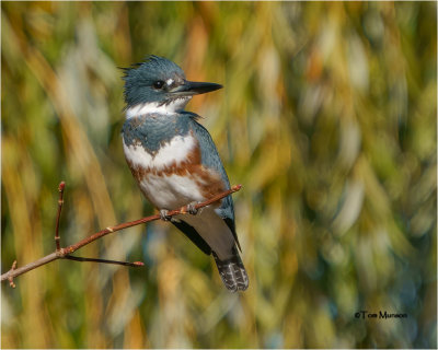  Belted Kingfisher