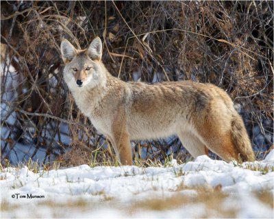 Coyote