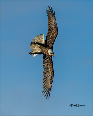  Bald Eagle 