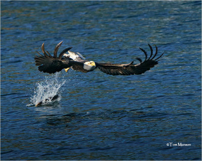  Bald Eagle 