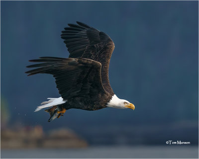  Bald Eagle 