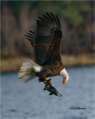  Bald Eagle 