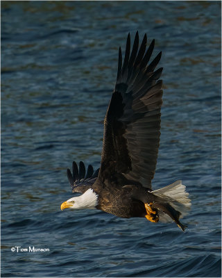  Bald Eagle 