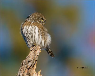 Northern Pygmy-Owl