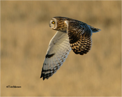  Short-eared Owl 