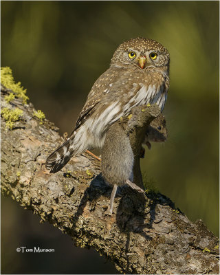  Northern Pygmy-Owl 