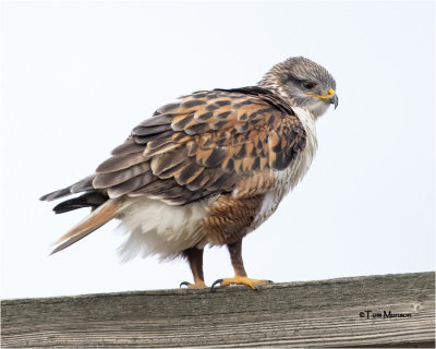  Ferruginous Hawk 