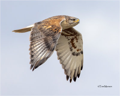  Ferruginous Hawk 