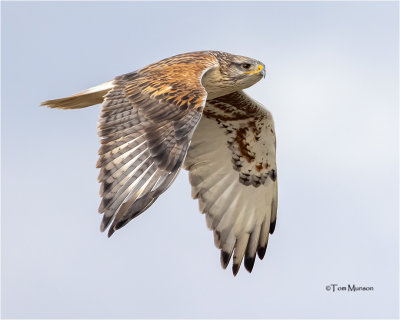Ferruginous Hawk