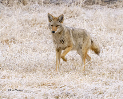  Coyote 