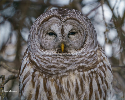  Barred Owl 