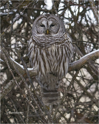  Barred Owl 