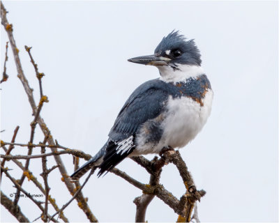  Belted Kingfisher 