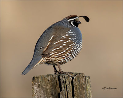  California Quail 