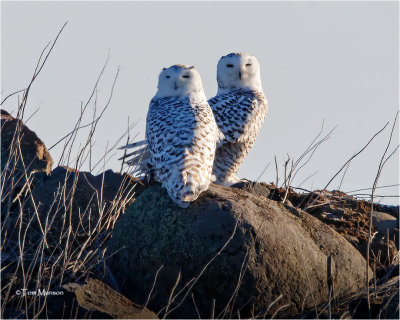  Snowy Owls