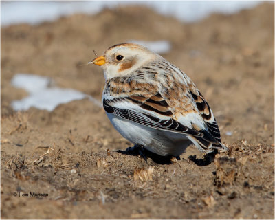  Snow Bunting 