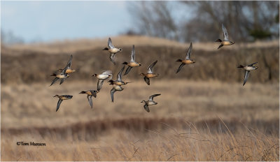  Green-winged Teal 
