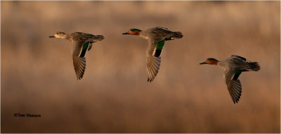  Green-winged Teal 