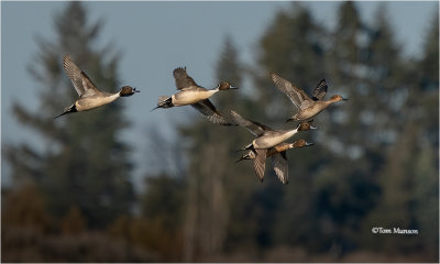  Northern Pintails 