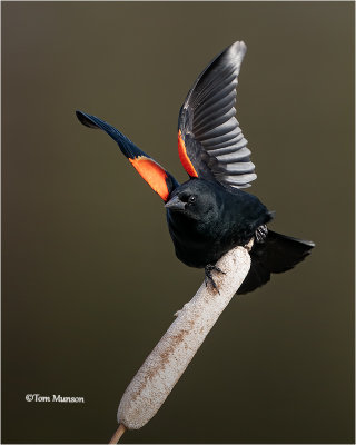  Red-winged Blackbird 
