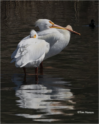  American White Pelican 