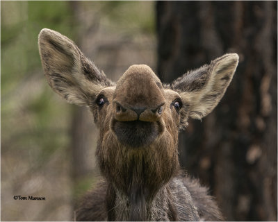 Moose