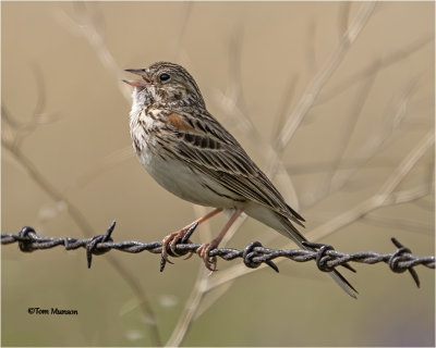  Vesper Sparrow