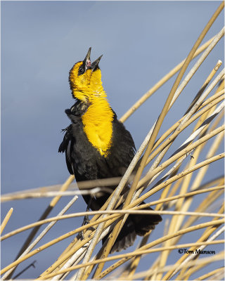  Yellow-headed Blackbird 