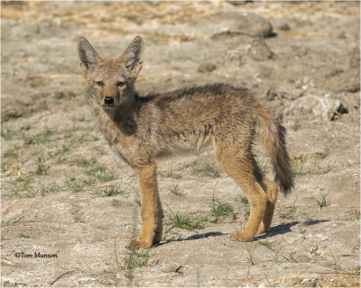  Coyote pup