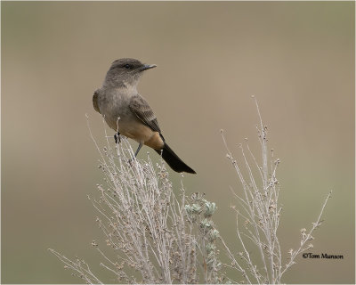  Say's Phoebe 