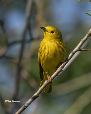  Yellow Warbler 