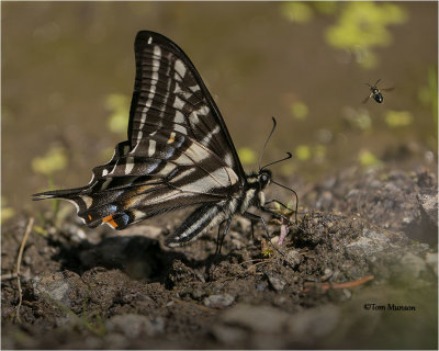  Pale Tiger Swallowtail 