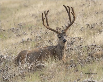  Mule deer 