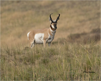  Pronghorn Antelope 