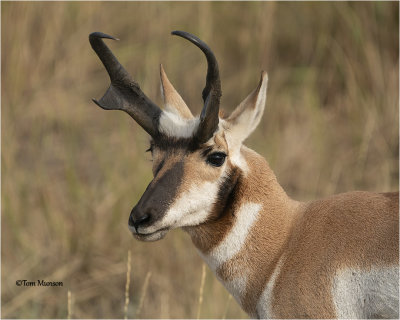  Pronghorn Antelope 