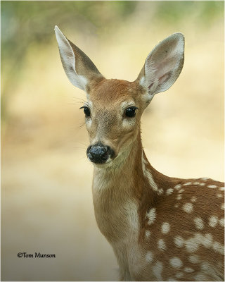  White-tailed Deer 