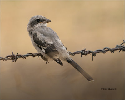  Loggerhead Shrike (juvenile)