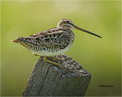  Wilson's Snipe 