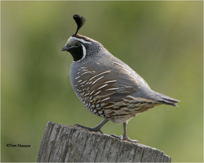  California Quail 