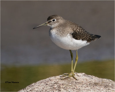  Solitary Sandpiper 