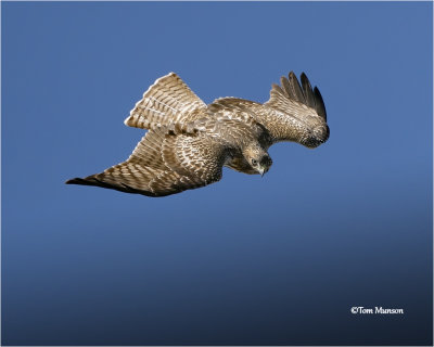  Red-tailed Hawk 