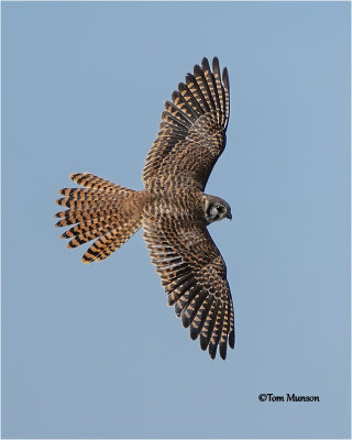  American Kestrel 